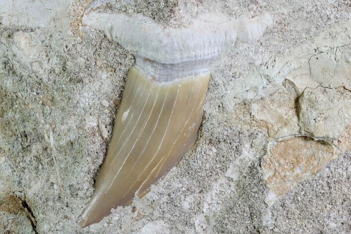 Otodus and Sand Tiger Shark Tooth Fossils - Eocene #87026